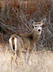 A deer in a clearing near Philipsburg, Montana.