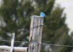 Beautiful Montana mountain bluebird on fencepost near Philipsburg, MT. Philipsburg offers many opportunities for bird watching in beautiful southwest Montana.