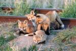 Huddling Fox Kits