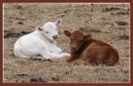 Spring calves in Philipsburg, MT. Philipsburg is in historic cattle country, so you are likely to see cattle in pastures along Montana Highway 1 on your way to or from Philipsburg - you may even get...