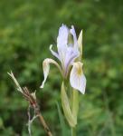 Wild Iris in Philipsburg Foothills