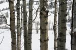 View of a snowy Montana field through the white birch trees. The scenery around Philipsburg, MT, is very photogenic.
