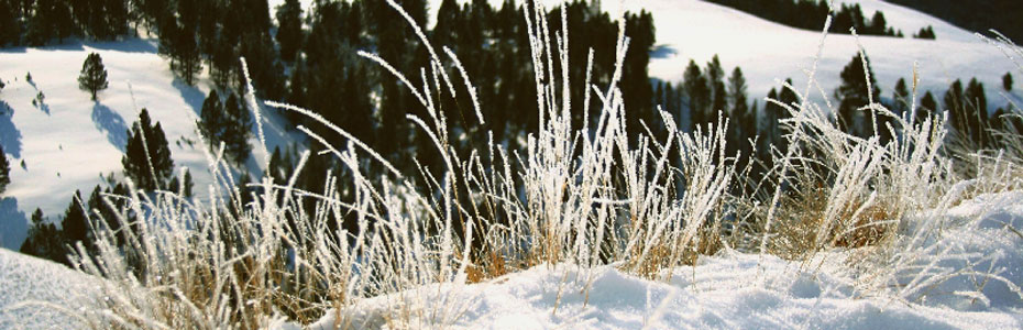 Frost on grass stems in a snowy field