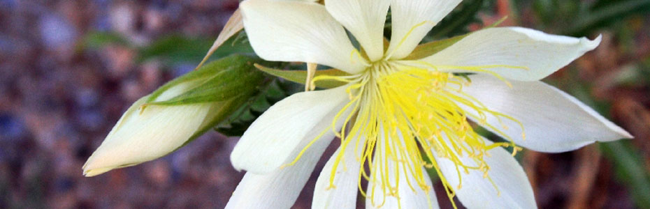 Beautiful Monana Wildflower