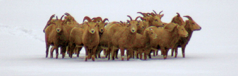 Bighorn Sheep in the snow near Georgetown Lake, Montana